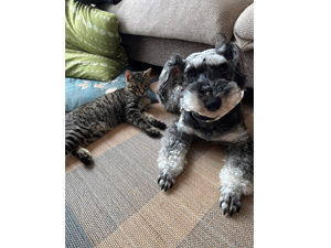 ☆モデル犬卒業後、里親さん宅での様子☆～ラフちゃん～